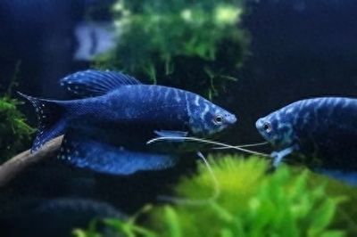龍魚和曼龍：曼龍魚與龍魚混養注意事項