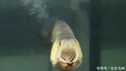 龍魚身上白色霉菌怎么治：龍魚身上出現白色霉菌怎么治療龍魚身上白色霉菌的方法