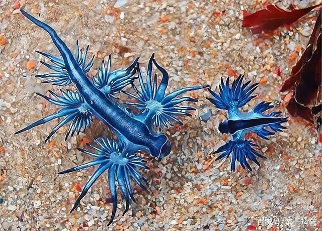 古典藍龍的食物是什么？