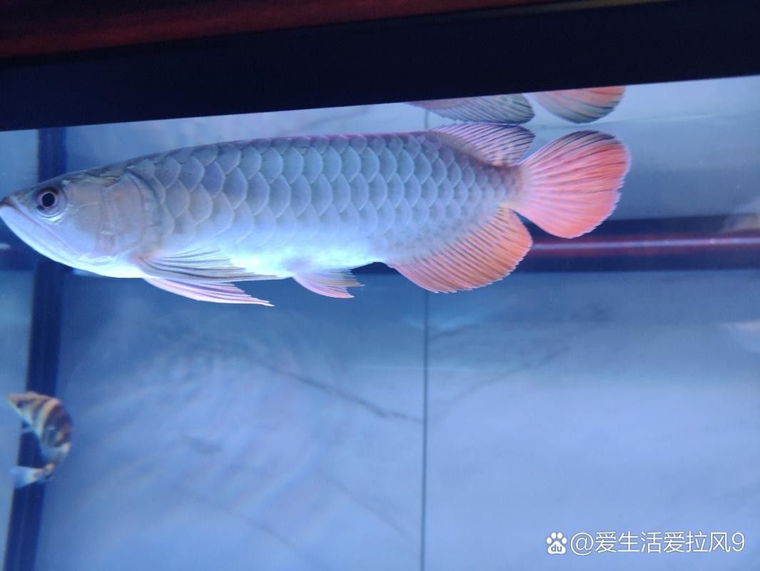 提供幾張不同角度的高背金龍魚(yú)圖片