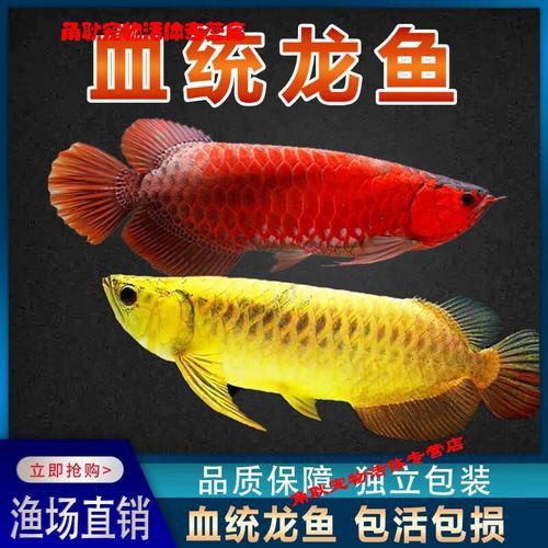提供幾張不同角度的高背金龍魚(yú)圖片