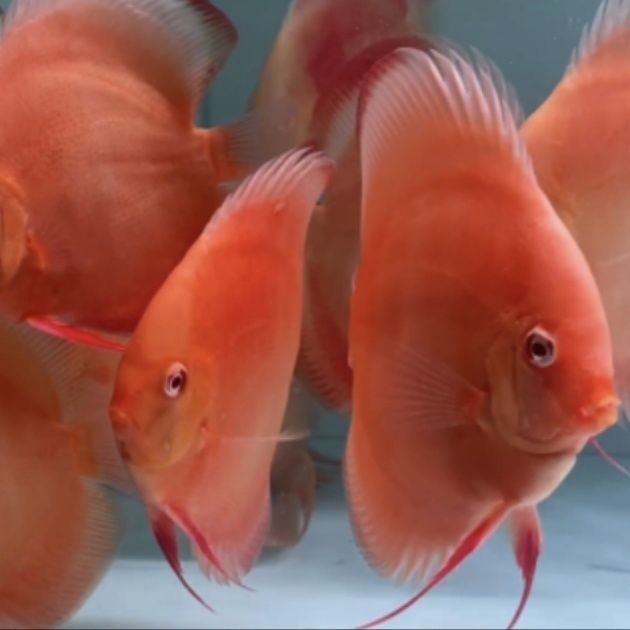 鳳凰紅龍魚價(jià)格，鳳凰紅龍魚價(jià)格因品種和大小而異，鳳凰紅龍魚價(jià)格波動(dòng)