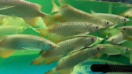 提供幾張不同角度的高背金龍魚(yú)圖片