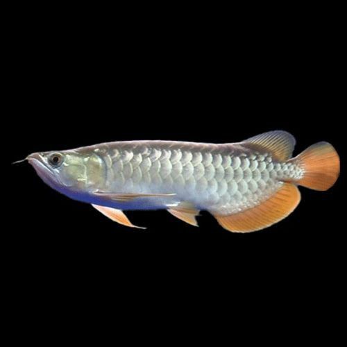 提供幾張不同角度的高背金龍魚(yú)圖片