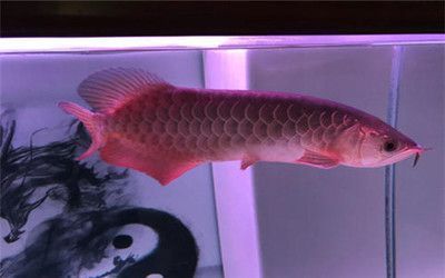 金龍魚(yú)擺件五行屬什么：金龍魚(yú)擺件在風(fēng)水學(xué)中具有五行屬性