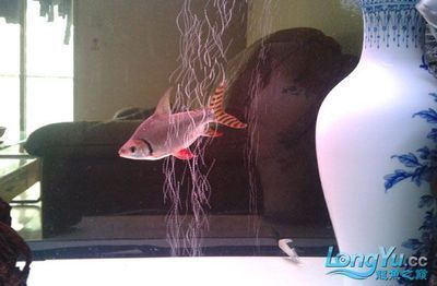 50公分龍魚配多大飛鳳好看呢圖片（最適合與龍魚混養(yǎng)的魚是飛鳳嗎？）