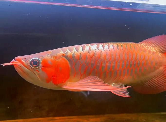 什么是大湖紅龍魚圖片