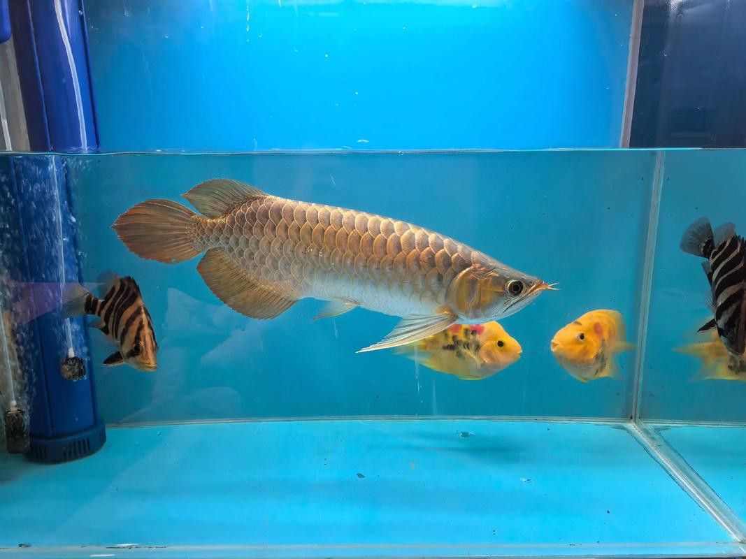 什么是大湖紅龍魚圖片