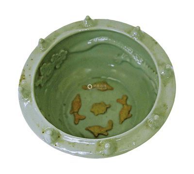 可以和龍魚一起養的龜：烏龜與龍魚一起養的注意事項