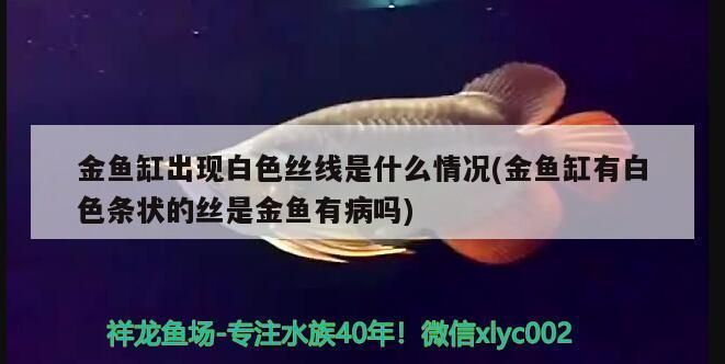 魚缸適合放在入戶門對面嗎風水好嗎（入戶門風水布局技巧魚缸與家具擺放禁忌如何選擇風水吉祥魚）