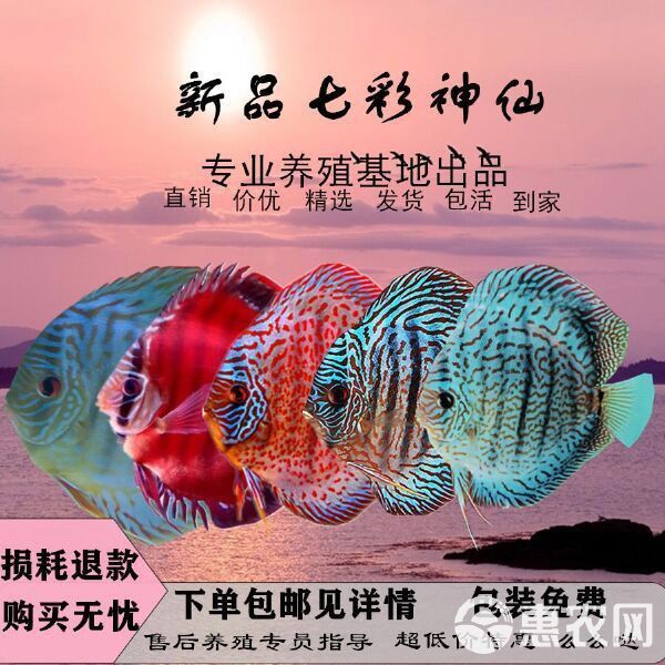 七彩金龍魚多少錢