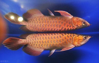 龍魚長期喂面包蟲有什么危害（龍魚長期喂面包蟲有什么危害長期喂食面包蟲會帶來以下危害） 龍魚長期喂面包蟲有什么危害（龍魚長期喂面包蟲有什么危害長期喂食面包蟲會帶來以下危害） 龍魚百科 第5張