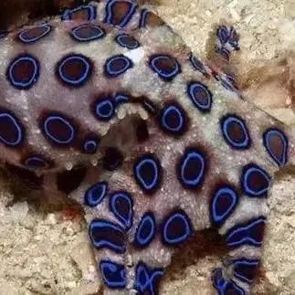 龍魚進口手續辦理