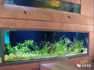 金龍魚過背壽命多少年了：金龍魚過背壽命多少年