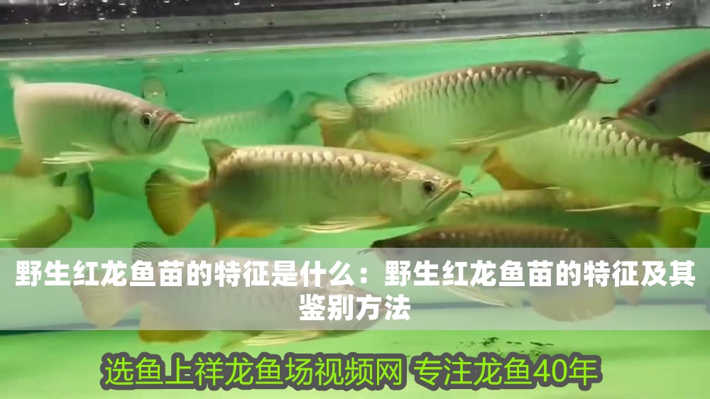 野生紅龍魚苗的特征是什么：野生紅龍魚苗的特征及其鑒別方法