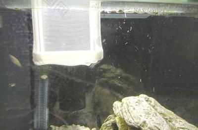 龍魚(yú)麻藥過(guò)量怎么辦？：龍魚(yú)使用麻藥后出現(xiàn)過(guò)量的現(xiàn)象可能會(huì)導(dǎo)致龍魚(yú)陷入昏迷狀態(tài)