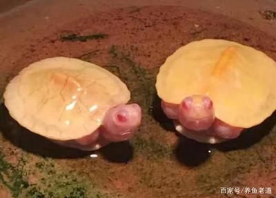 迷你龍魚體型最小的龍魚品種有哪些（澳洲星點龍的飼養技巧）