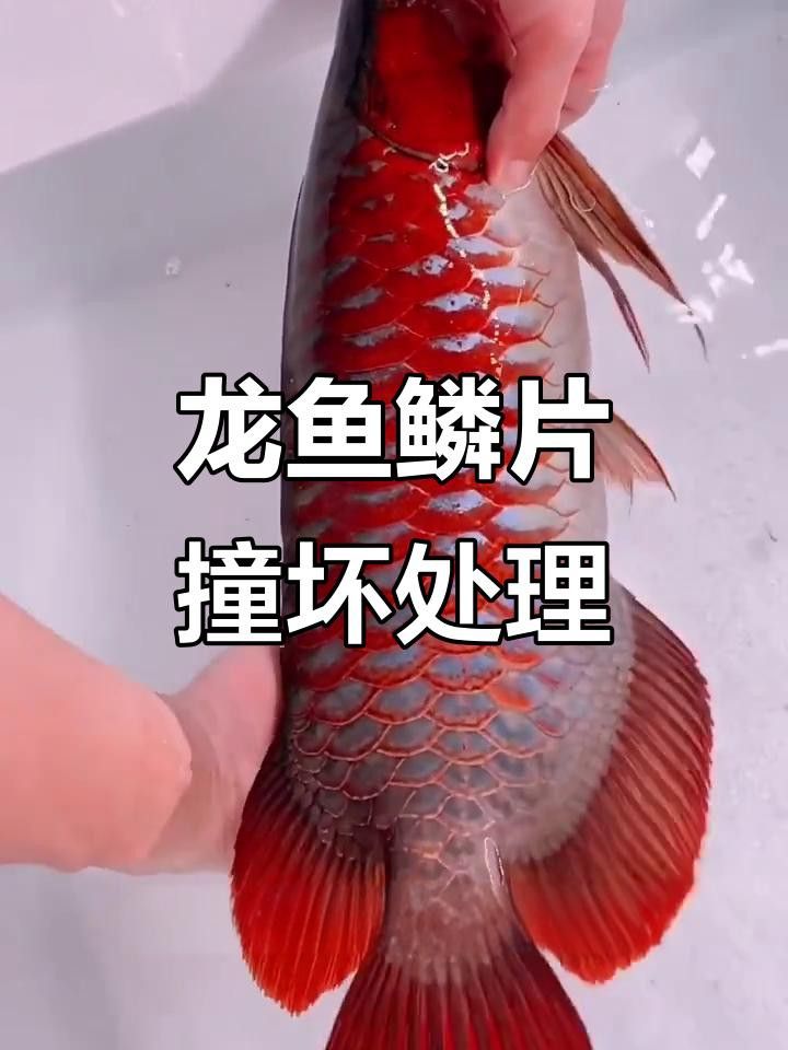 龍魚鱗片腐爛的最佳治療方法是什么？