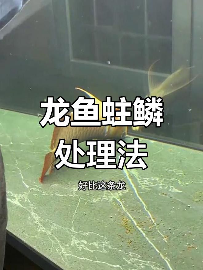 龍魚鱗片腐爛的最佳治療方法是什么？