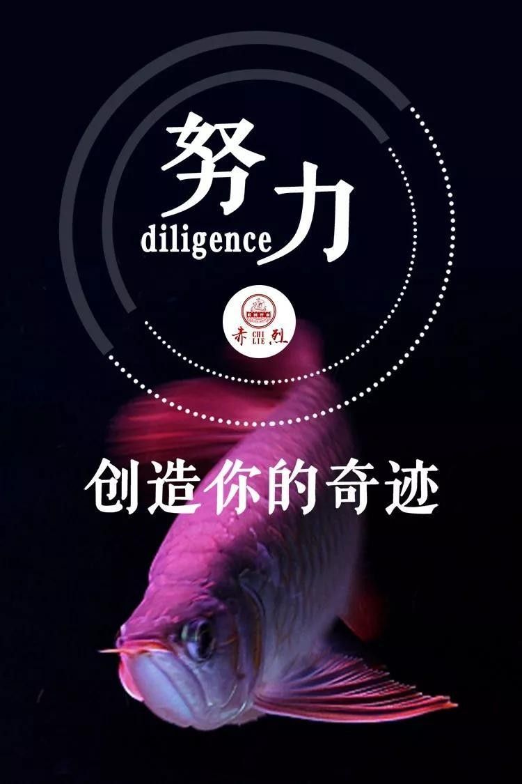 龍魚身上有粘液怎么回事