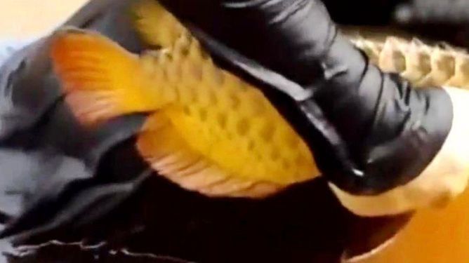 黃色的金龍魚好養嗎：黃色的金龍魚好養嗎，黃色的金龍魚在飼養方法上需要注意什么