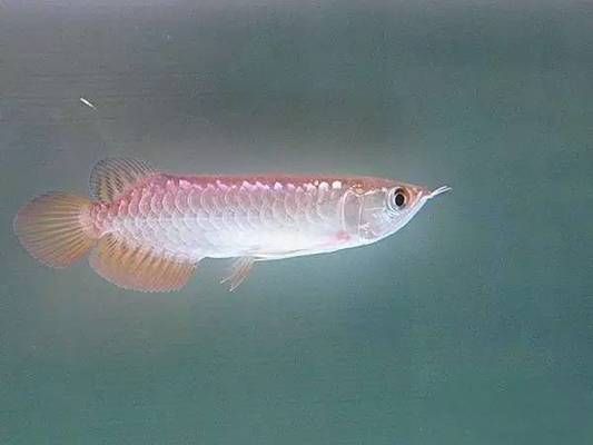過背金龍魚一年可以長多大了（如何判斷過背金龍魚健康,過背金龍魚養殖常見誤區）