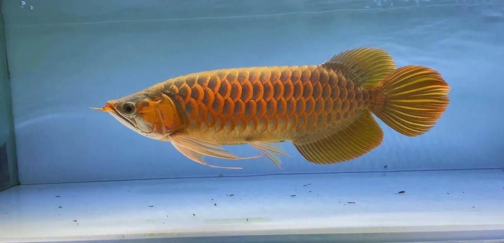 龍魚壁紙高清無水印版