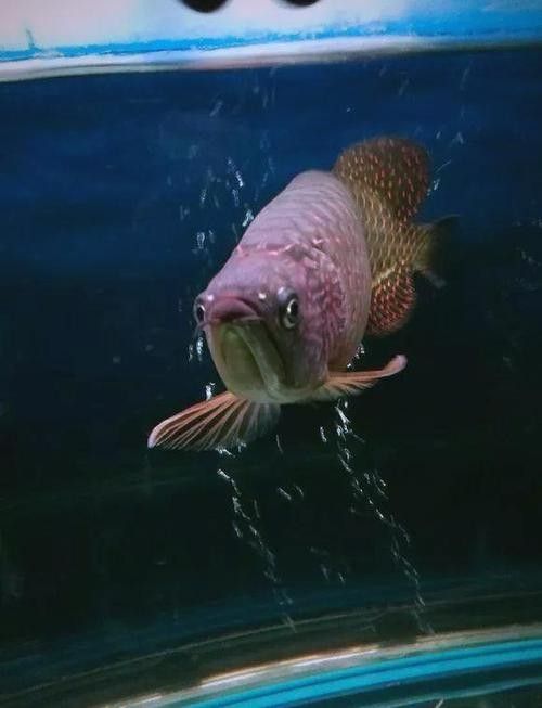 龍魚壁紙高清無水印版