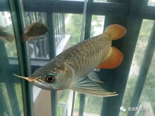 紅龍魚鱗片上出現小洞怎么辦，紅龍魚鱗片上有小洞怎么辦：紅龍魚鱗片上出現小洞怎么辦