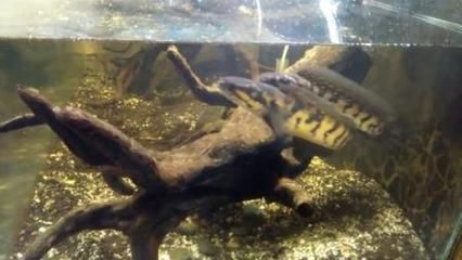 雷龍魚繁殖行為有哪些表現：雷龍魚的繁殖行為包括多個階段，