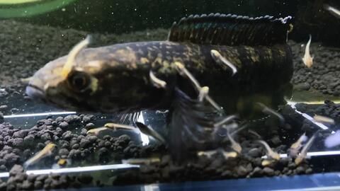 雷龍魚繁殖行為有哪些表現：雷龍魚的繁殖行為包括多個階段，