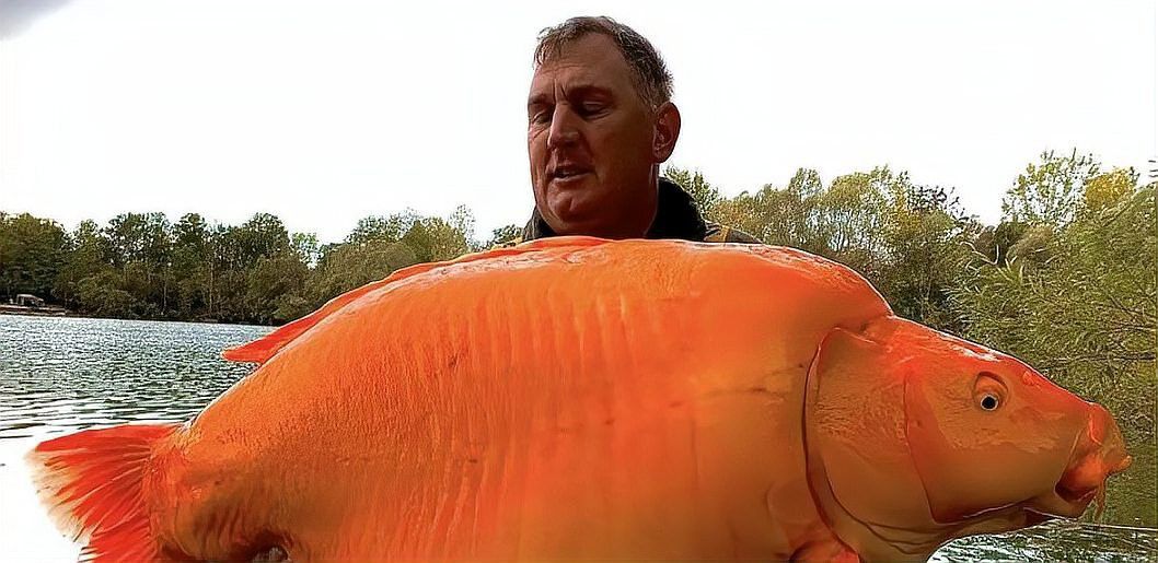 世界最大的金龍魚