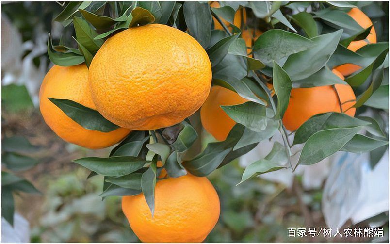 這些改良品種中哪個最稀有？