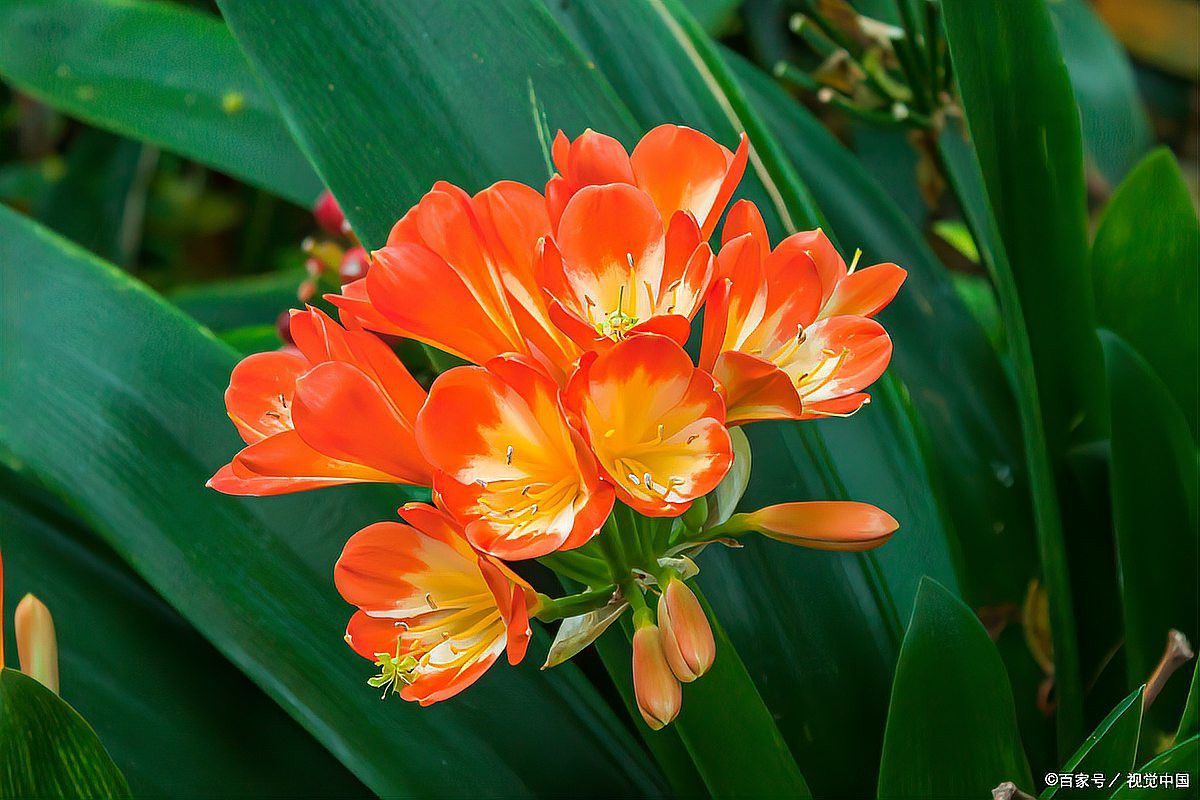 這些改良品種中哪個最稀有？