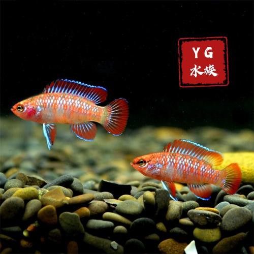 最小的龍魚品種是哪種好