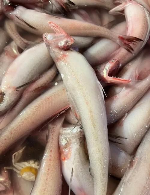 白龍魚好吃嗎