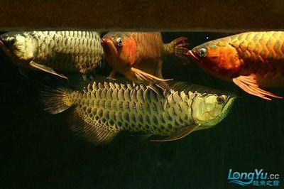 金龍紅龍魚混養的燈配置建議：金龍紅龍魚混養燈配置建議