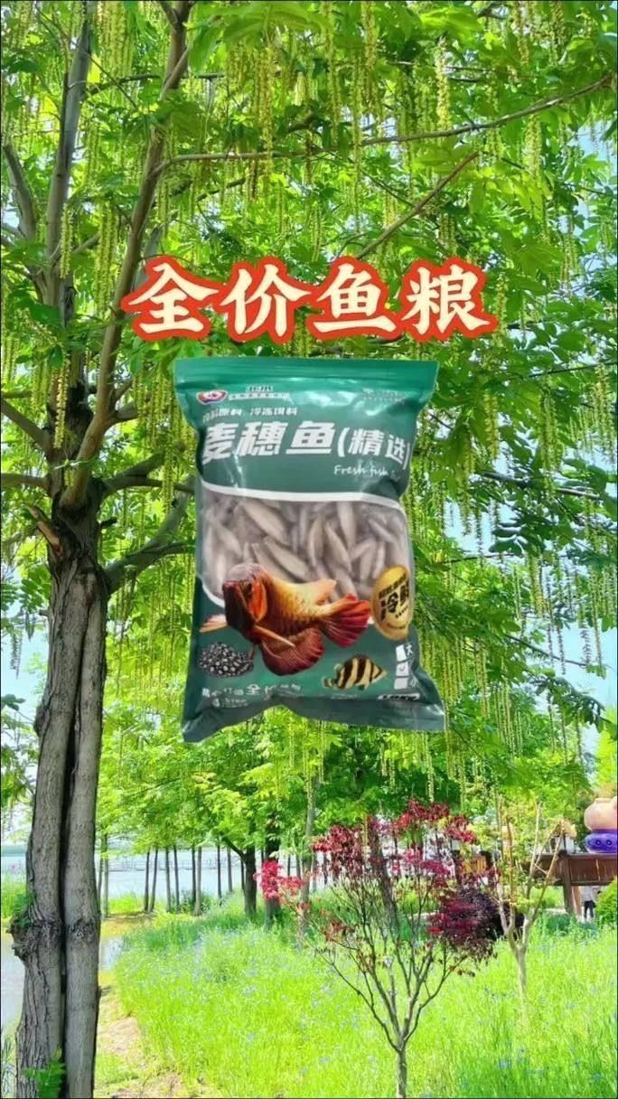 龍魚單側(cè)掉眼最簡單的恢復(fù)方法圖解 龍魚百科 第36張 龍魚單側(cè)掉眼最簡單的恢復(fù)方法圖解 龍魚單側(cè)掉眼最簡單的恢復(fù)方法圖解 龍魚百科 第36張