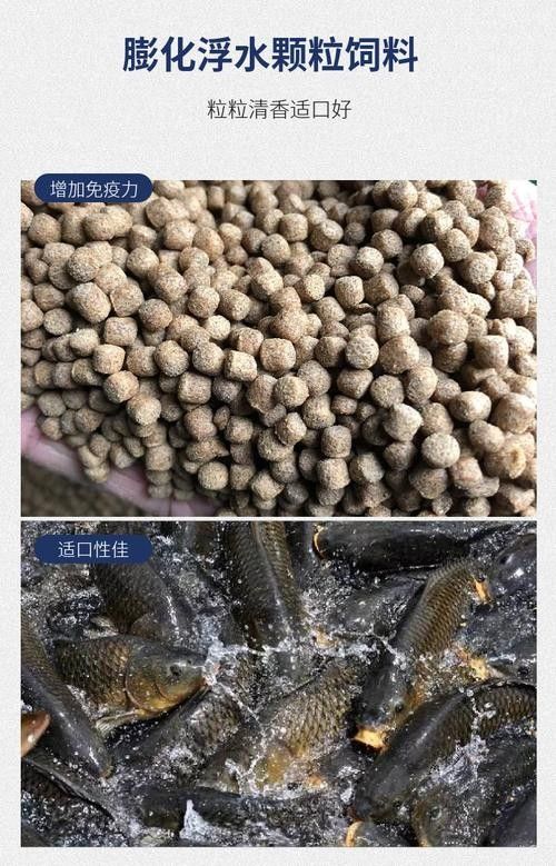 龍魚單側(cè)掉眼最簡單的恢復(fù)方法圖解 龍魚百科 第34張 龍魚單側(cè)掉眼最簡單的恢復(fù)方法圖解 龍魚單側(cè)掉眼最簡單的恢復(fù)方法圖解 龍魚百科 第34張