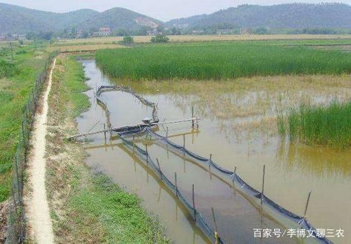 喂龍魚大蝦需要去蝦皮嗎為什么不放鹽：喂龍魚大蝦是否需要去蝦皮，這個問題的答案并不是絕對的