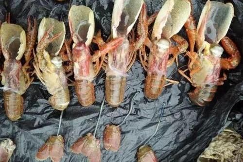 喂龍魚大蝦需要去蝦皮嗎為什么不放鹽：喂龍魚大蝦是否需要去蝦皮，這個問題的答案并不是絕對的
