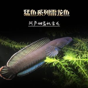 奶茶雷龍魚能長多大：奶茶雷龍魚生長大小的詳細信息