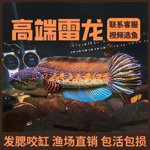 奶茶雷龍魚能長多大：奶茶雷龍魚生長大小的詳細信息