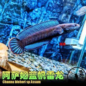 奶茶雷龍魚能長多大：奶茶雷龍魚生長大小的詳細信息