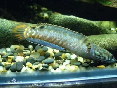 紅龍魚吃蝦頭可以嗎