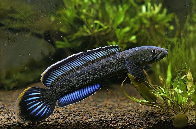 雷龍魚飼料