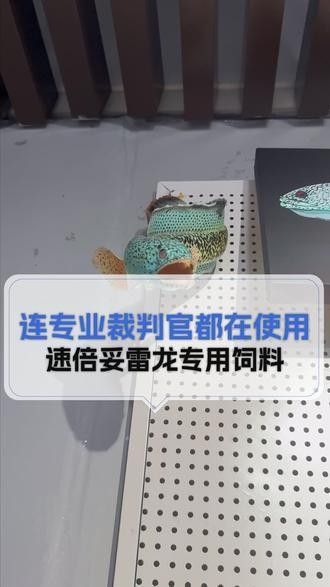 雷龍魚飼料