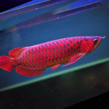 純血紅龍魚價格大概是多少？