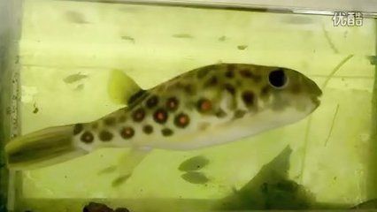 龍魚魚鱗掉了多久能恢復：龍魚掉鱗后如何保持水質清潔