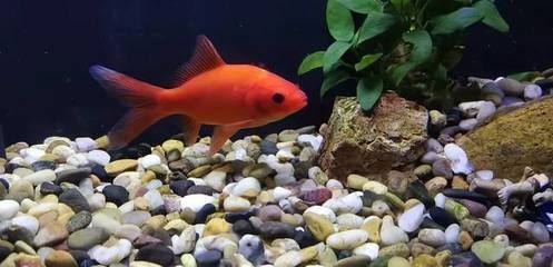 金龍魚和紅龍魚的價格范圍是多種因素影響赤龍魚的價格（關于赤龍魚的價格問題）